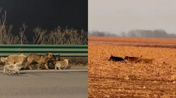 Hơn cả phim ảnh: 7 chú chó bị trộm cùng nhau vượt 17km tìm đường về nhà kenhtingame com thumb hon ca phim anh 7 chu cho bi trom cung nhau vuot 17km tim duong ve nha 705b1774086691682 940w