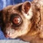 Loài vật quý hiếm bậc nhất hành tinh ngỡ đã tuyệt chủng 6.000 năm bất ngờ "tái xuất" kenhtingame com thumb loai vat quy hiem bac nhat hanh tinh ngo da tuyet chung 6000 nam bat ngo quot tai xuat quot 4cf21774760064596 940w