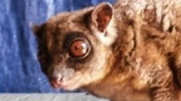 Loài vật quý hiếm bậc nhất hành tinh ngỡ đã tuyệt chủng 6.000 năm bất ngờ "tái xuất" kenhtingame com thumb loai vat quy hiem bac nhat hanh tinh ngo da tuyet chung 6000 nam bat ngo quot tai xuat quot 4cf21774760064596 940w