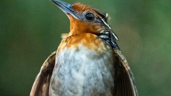 Một mùa xuân im lặng đang đến kenhtingame com thumb mot mua xuan im lang dang den e2c1 940w