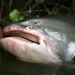 Phát hiện "quái vật" dưới sông, chục người khiêng mới nổi: Dân làng phối hợp vây bắt, cảnh tượng gây sốc kenhtingame com thumb phat hien quot quai vat quot duoi song chuc nguoi khieng moi noi dan lang phoi hop vay bat canh tuong gay soc 15401774426092741 940w