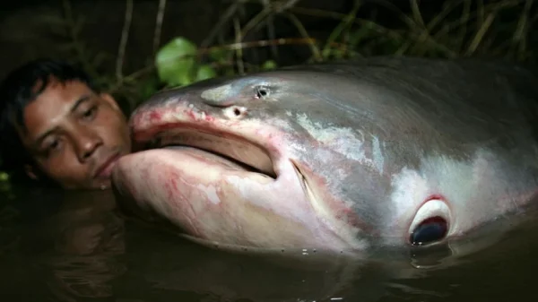 Phát hiện "quái vật" dưới sông, chục người khiêng mới nổi: Dân làng phối hợp vây bắt, cảnh tượng gây sốc kenhtingame com thumb phat hien quot quai vat quot duoi song chuc nguoi khieng moi noi dan lang phoi hop vay bat canh tuong gay soc 15401774426092741 940w