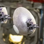 Phi hành gia NASA công bố bức ảnh “trứng người ngoài hành tinh” với xúc tu kỳ dị, nhiều người lo ngại kenhtingame com thumb phi hanh gia nasa cong bo buc anh trung nguoi ngoai hanh tinh voi xuc tu ky di nhieu nguoi lo ngai 0b371774673696807 940w