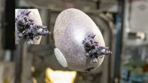 Phi hành gia NASA công bố bức ảnh “trứng người ngoài hành tinh” với xúc tu kỳ dị, nhiều người lo ngại kenhtingame com thumb phi hanh gia nasa cong bo buc anh trung nguoi ngoai hanh tinh voi xuc tu ky di nhieu nguoi lo ngai 0b371774673696807 940w