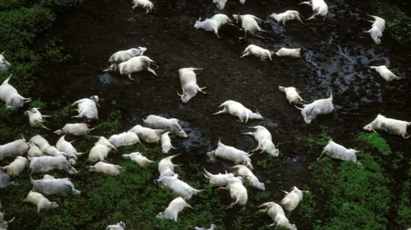 Thảm họa "hồ giết người" cướp đi 1.746 sinh mạng chỉ trong một hơi thở kenhtingame com thumb tham hoa quot ho giet nguoi quot cuop di 1746 sinh mang chi trong mot hoi tho 55121774178077086 940w