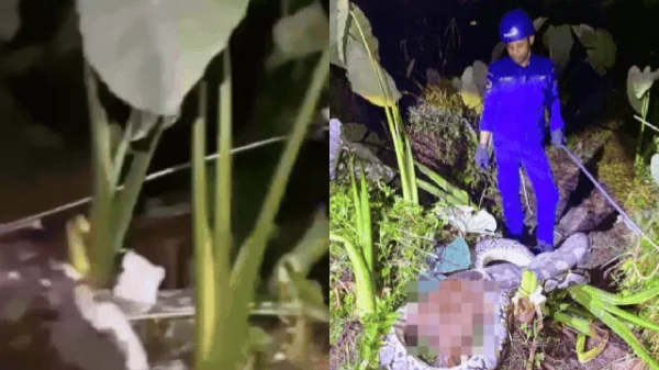 Trăn "khủng" nặng 45kg xơi tái vật nuôi trong đồn điền, cảnh tượng khiến lão nông rụng rời kenhtingame com thumb tran quot khung quot nang 45kg xoi tai vat nuoi trong don dien canh tuong khien lao nong rung roi 71f71774952550440 940w