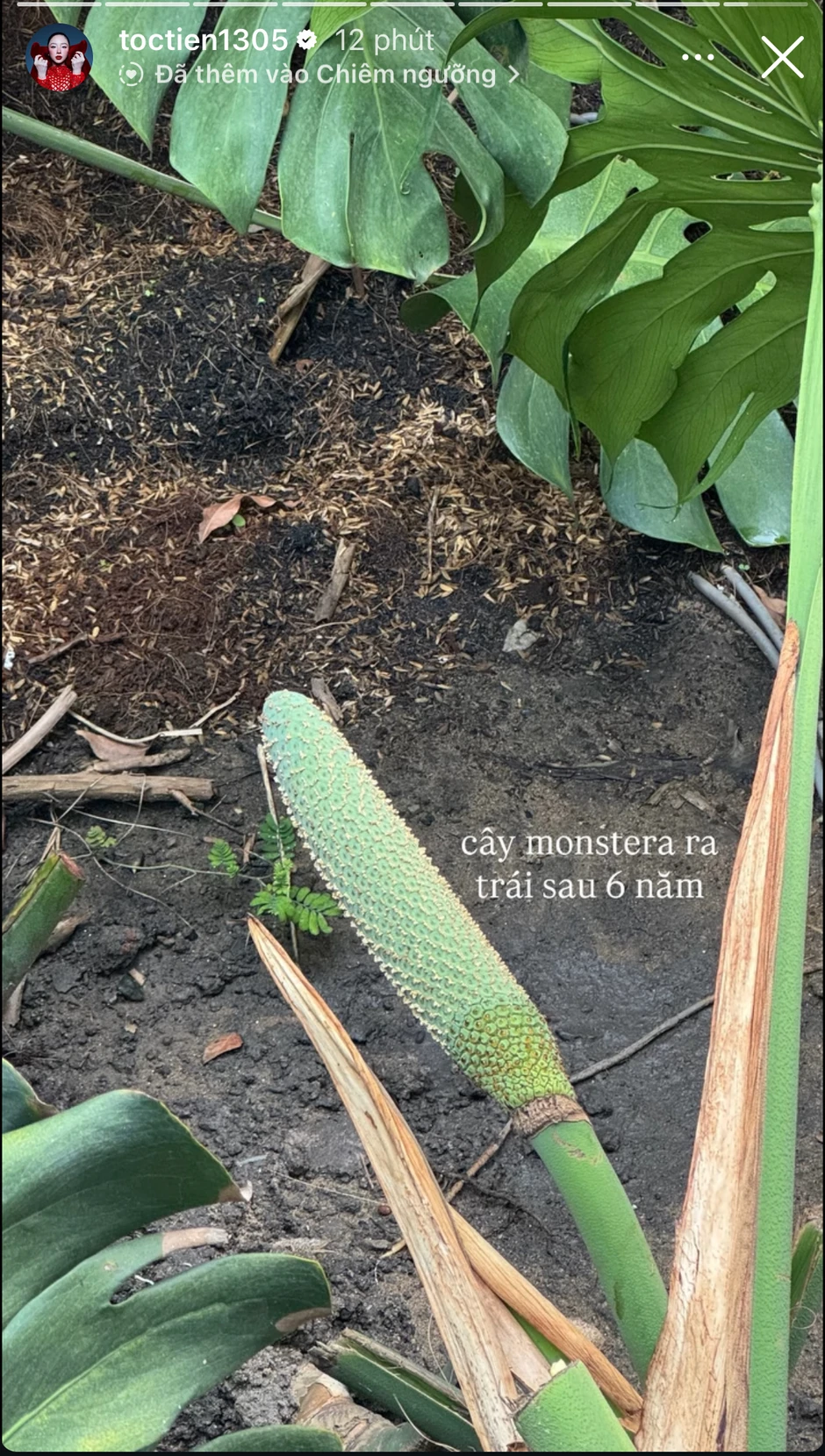 Tóc Tiên và Touliver trở về biệt thự riêng: khoảnh khắc đời thường gây chú ý