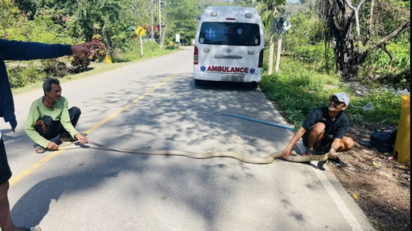Nghe tiếng động lạ dưới gầm giường, chủ nhà "đứng tim" khi phát hiện 'vị khách không mời' khổng lồ khach 3 1772334230642808307843 1772337873565 1772337873839290241825