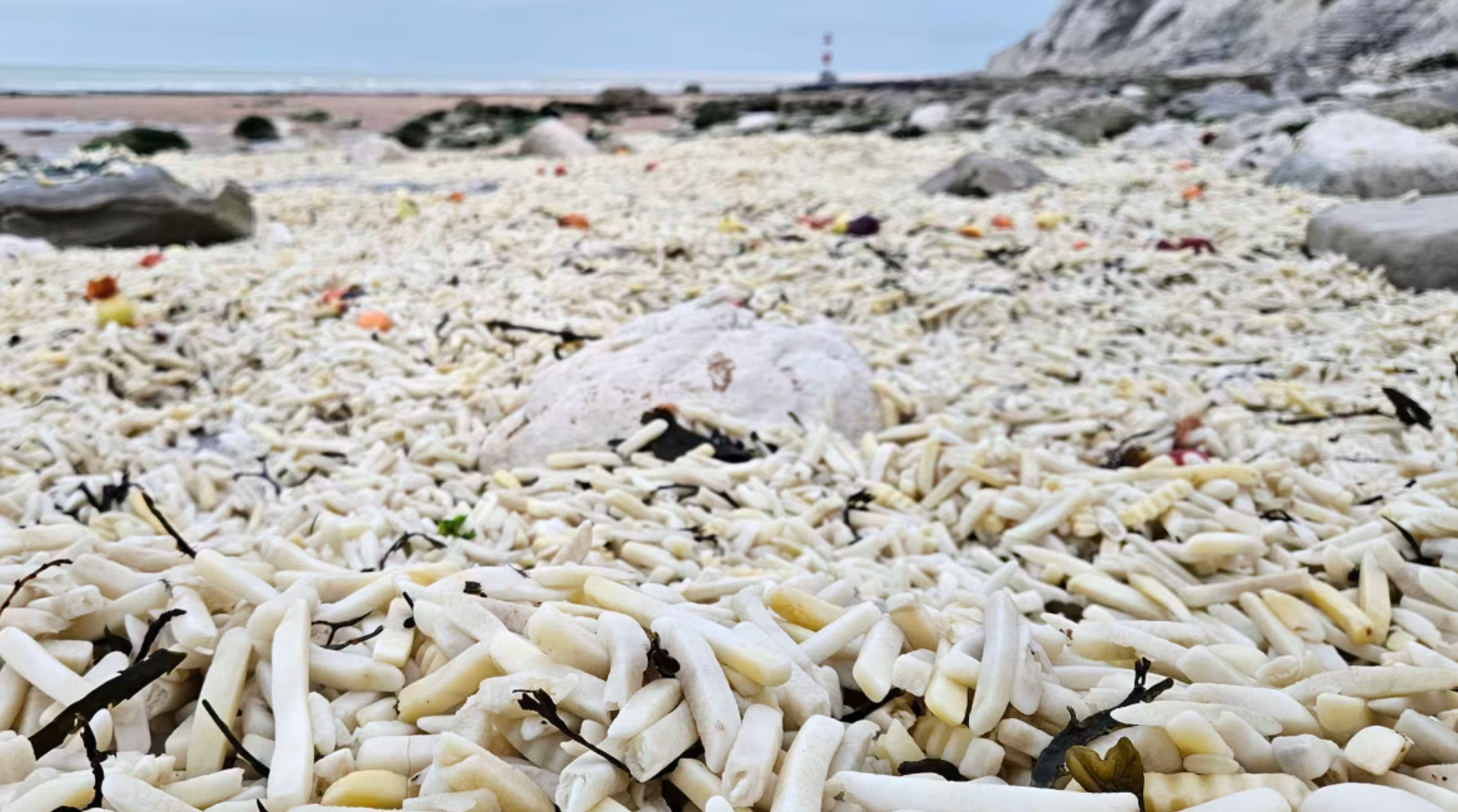 Hàng nghìn túi khoai tây chiên và hành tây trôi dạt vào bờ biển Anh- Ảnh 2.