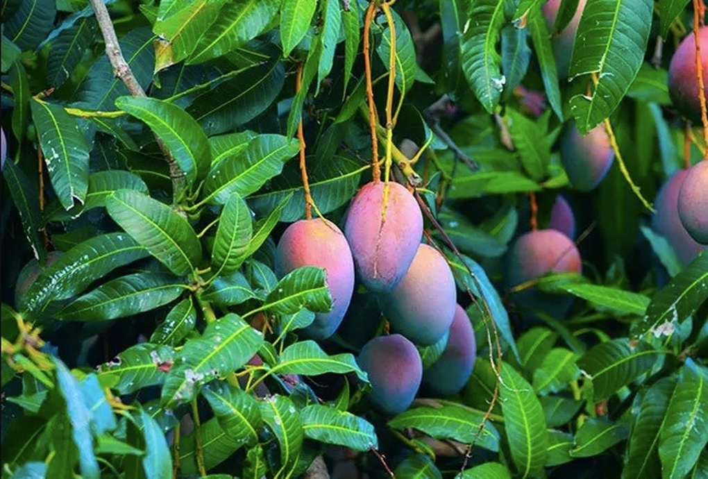 7 lá xoài giá 52.000 đồng ở Mỹ: Thứ bỏ đi ở Việt Nam lại thành hàng bán, người ta mua về làm gì?- Ảnh 1. 7 lá xoài giá 52.000 đồng ở Mỹ: Thứ bỏ đi ở Việt Nam lại thành hàng bán, người ta mua về làm gì?- Ảnh 1.