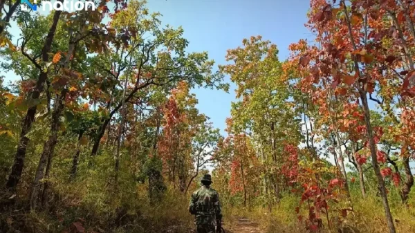 Hiện tượng “rừng đổi màu” kỳ ảo tại Thái Lan lhaj0hnldukkouygybop 06226156646115529226796 1769335694861 17693356952541613571066