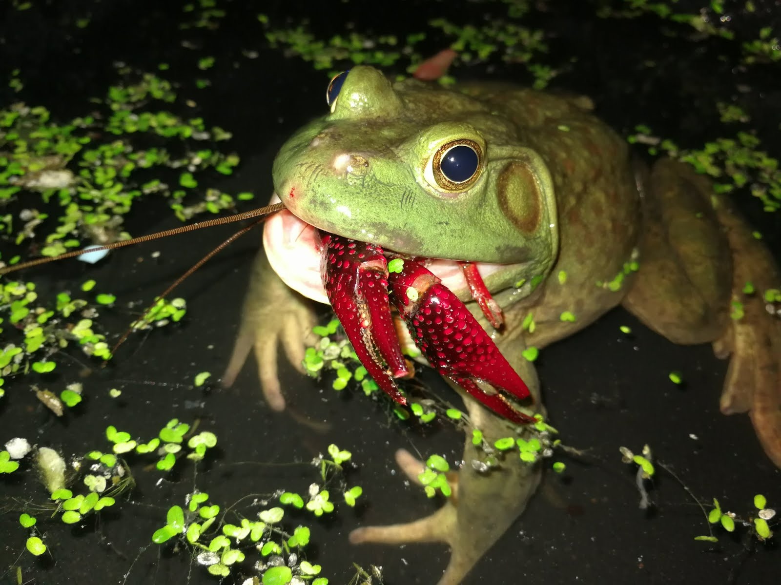 Cơn sốt 300.000 tấn ếch trâu tại Trung Quốc và ba loại