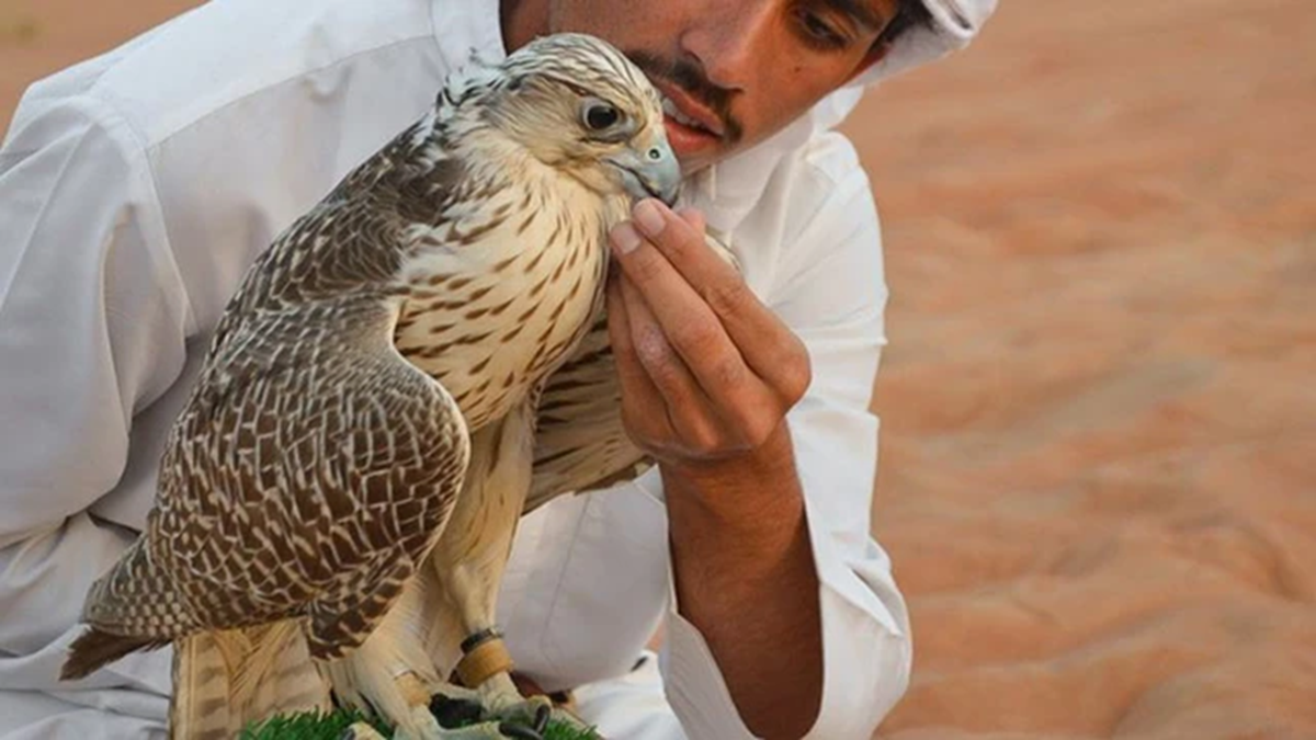 Loài chim đắt đỏ bậc nhất thế giới giá nửa tỷ/con, đi máy bay như “quý tộc”- Ảnh 2.