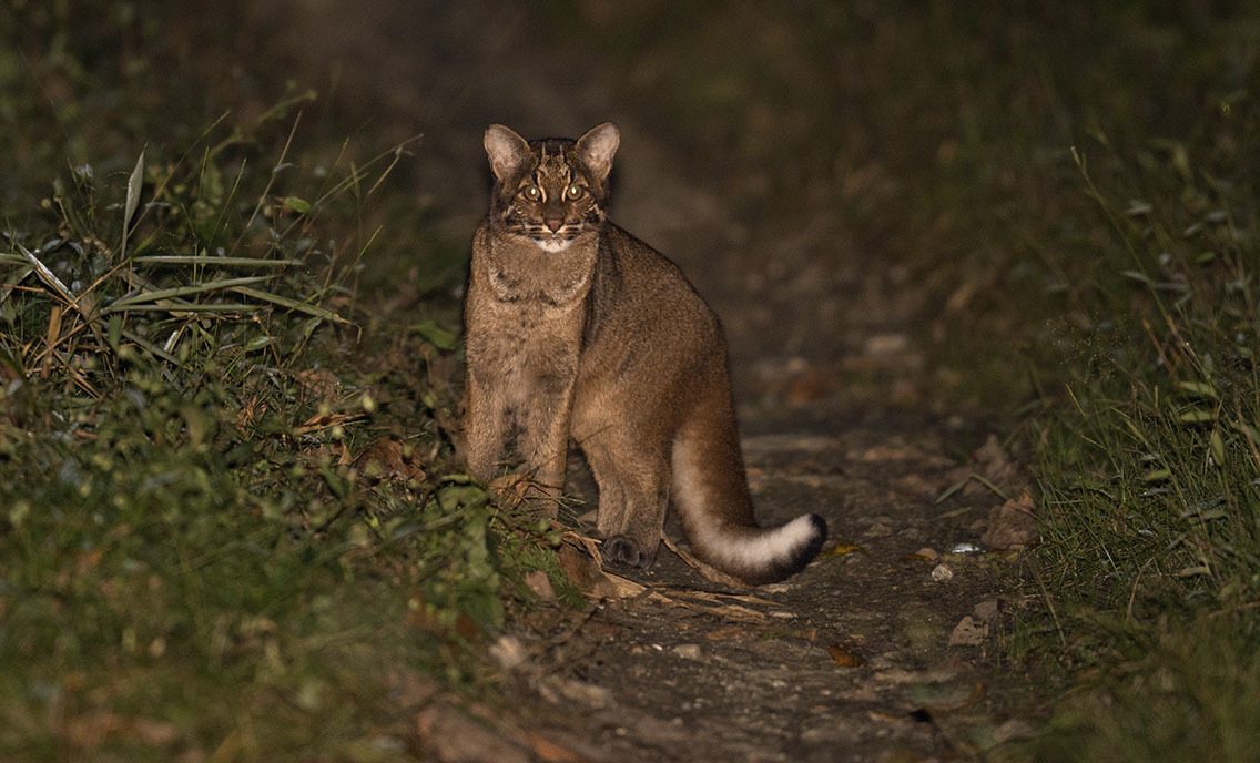 Đặt 120 bẫy ảnh, sau hơn 2 tháng chuyên gia bất ngờ phát hiện loài vật hiếm từng vắng bóng nhiều năm- Ảnh 4.
