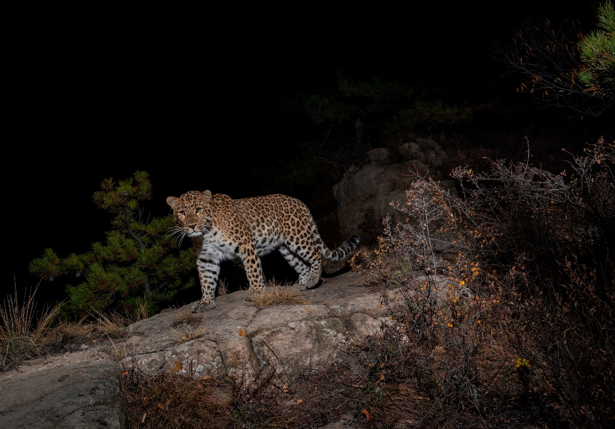 Lần theo đoạn video chỉ vài giây, chuyên gia hân hoan tìm thấy loài vật từng