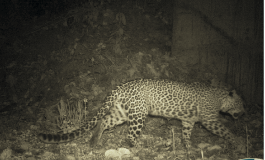 Lần theo đoạn video chỉ vài giây, chuyên gia hân hoan tìm thấy loài vật từng