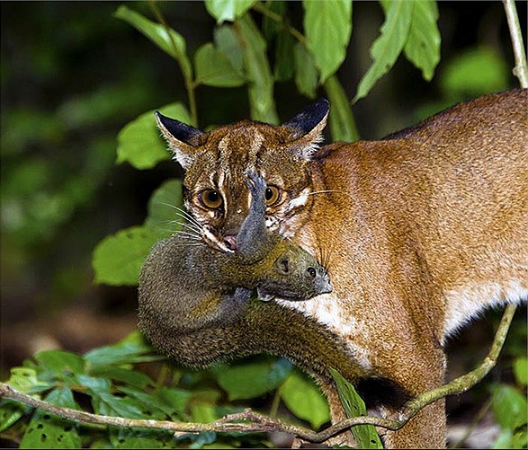 Đặt 120 bẫy ảnh, sau hơn 2 tháng chuyên gia bất ngờ phát hiện loài vật hiếm từng vắng bóng nhiều năm- Ảnh 3.