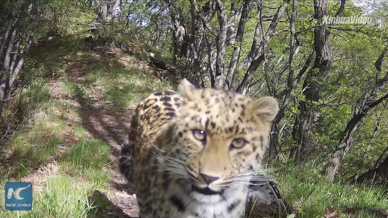 Lần theo đoạn video chỉ vài giây, chuyên gia hân hoan tìm thấy loài vật từng