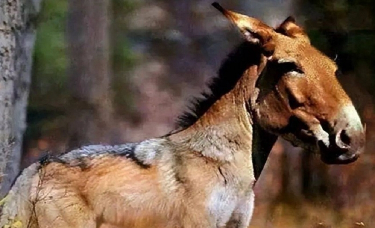 Loài vật quý hiếm bậc nhất hành tinh, tuyệt chủng 500.000 năm bỗng tái xuất khiến giới khoa học ngỡ ngàng- Ảnh 2.