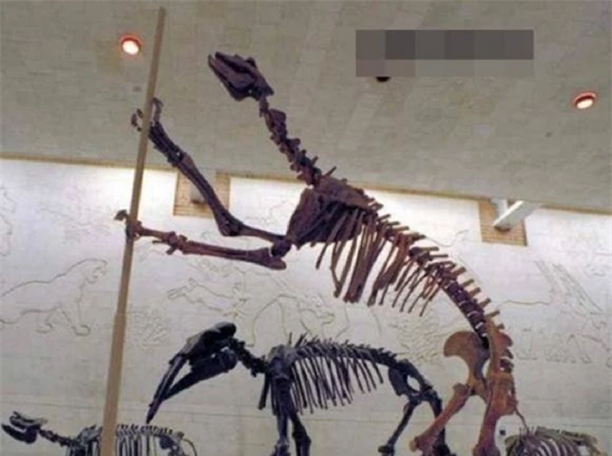 Loài vật quý hiếm bậc nhất hành tinh, tuyệt chủng 500.000 năm bỗng tái xuất khiến giới khoa học ngỡ ngàng- Ảnh 1.