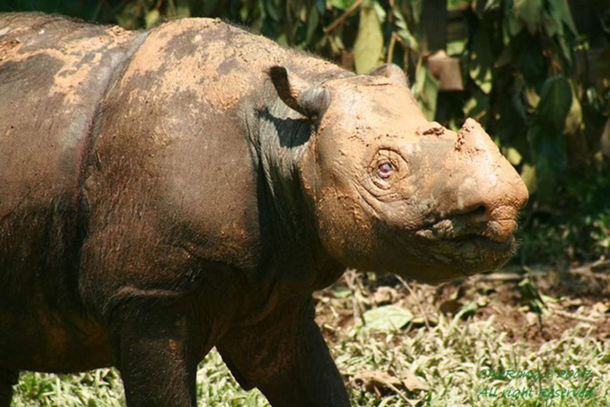 Loài thú bí ẩn bậc nhất hành tinh, cả thế giới chỉ còn chưa đến 50 cá thể- Ảnh 3.