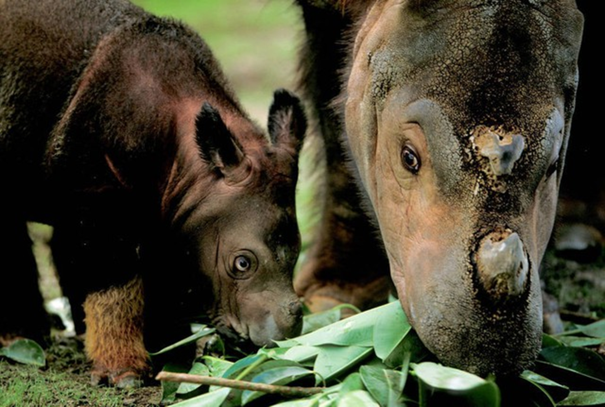 Loài thú bí ẩn bậc nhất hành tinh, cả thế giới chỉ còn chưa đến 50 cá thể- Ảnh 2.