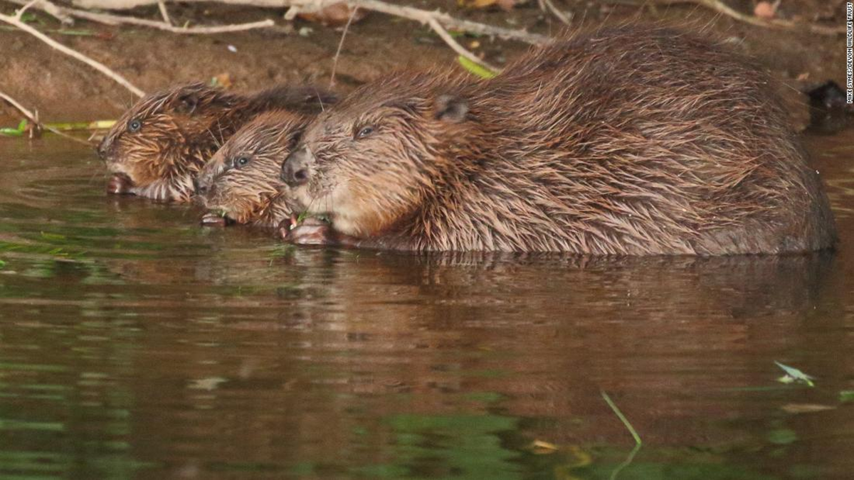 Loài vật quý hiếm bậc nhất hành tinh, tuyệt chủng 400 năm bất ngờ
