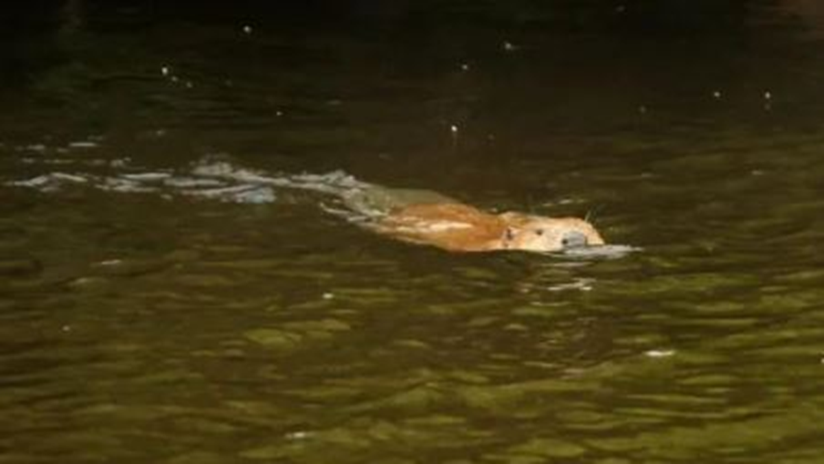 Loài vật quý hiếm bậc nhất hành tinh, tuyệt chủng 400 năm bất ngờ