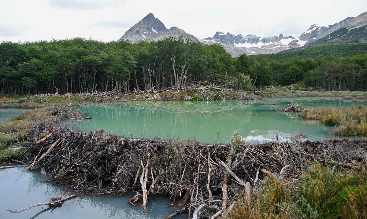 Loài vật quý hiếm bậc nhất hành tinh, tuyệt chủng 400 năm bất ngờ