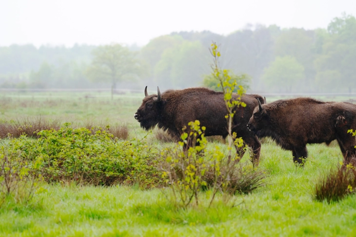 Loài vật quý hiếm bậc nhất hành tinh, tưởng tuyệt chủng bất ngờ