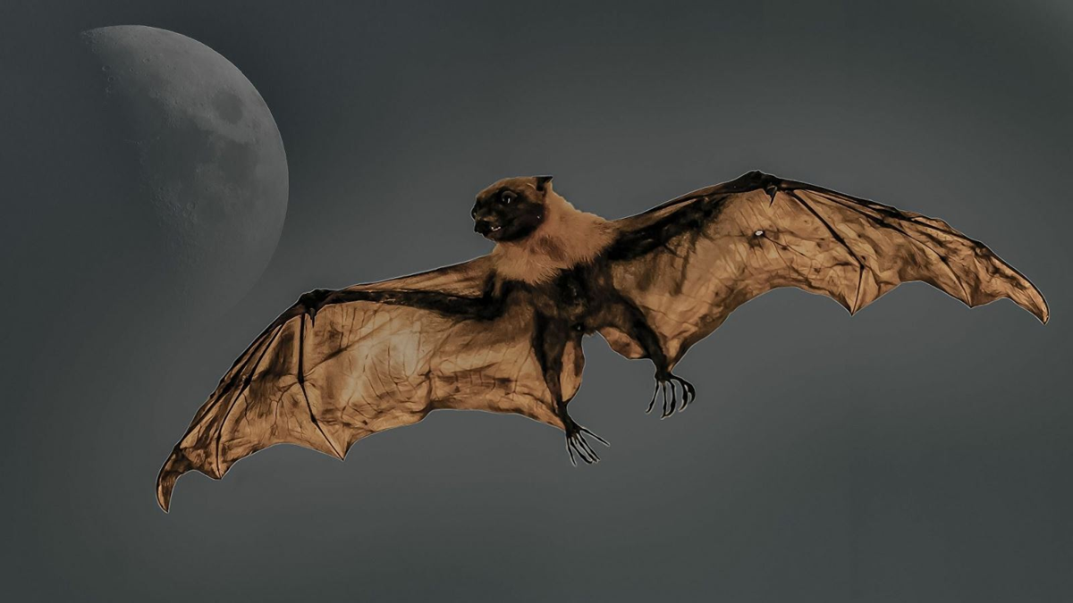 Loài vật quý hiếm bậc nhất hành tinh, tưởng tuyệt tích 40 năm bất ngờ Loài vật quý hiếm bậc nhất hành tinh, tưởng tuyệt tích 40 năm bất ngờ