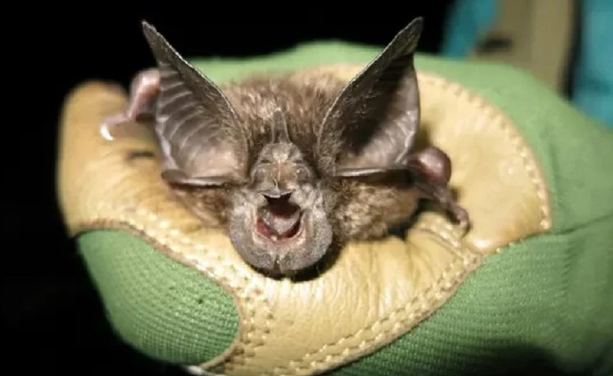 Loài vật quý hiếm bậc nhất hành tinh, tưởng tuyệt tích 40 năm bất ngờ Loài vật quý hiếm bậc nhất hành tinh, tưởng tuyệt tích 40 năm bất ngờ