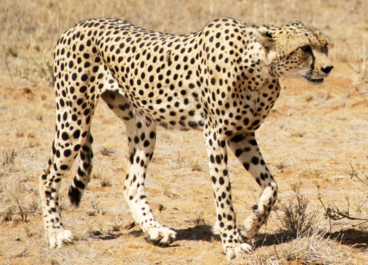 Loài vật quý hiếm bậc nhất hành tinh, biến mất 70 năm bất ngờ