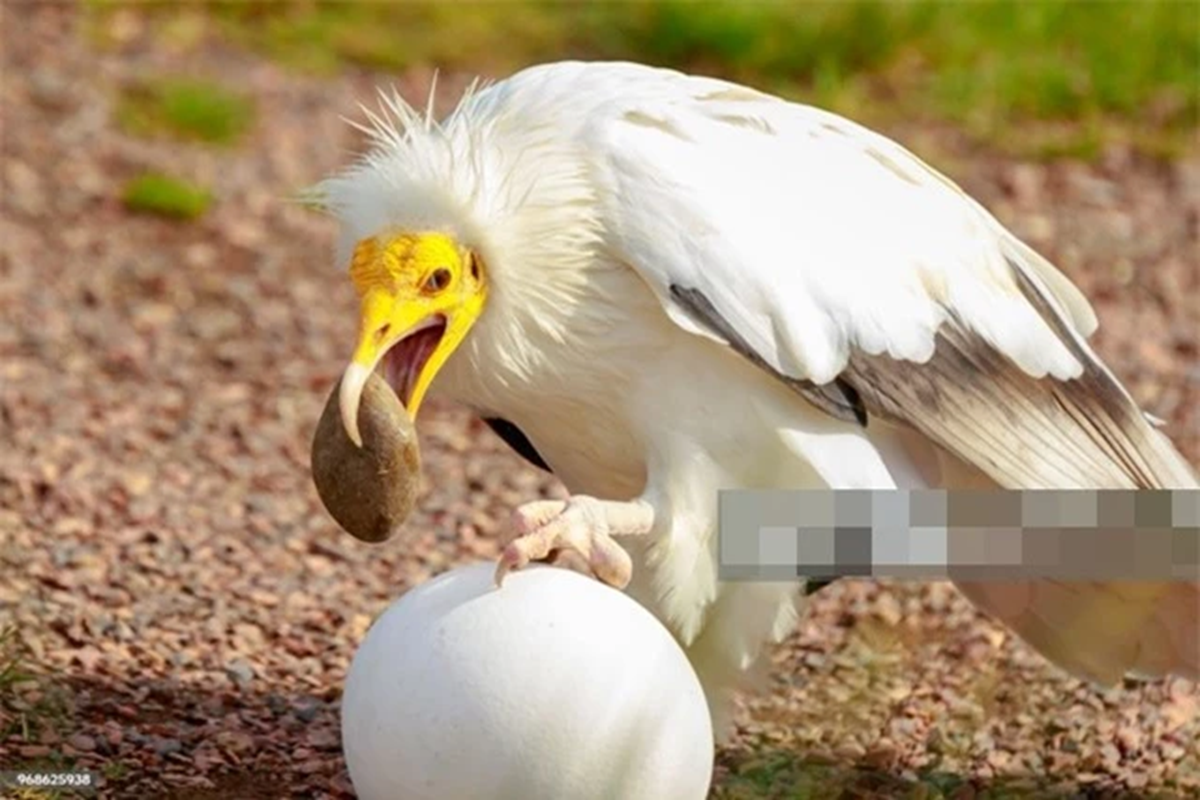 Loài vật quý hiếm bậc nhất hành tinh, tuyệt tích hơn 150 năm bất ngờ