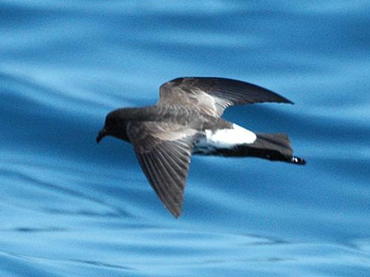 Loài vật quý hiếm bậc nhất hành tinh, tưởng tuyệt chủng 100 năm bất ngờ