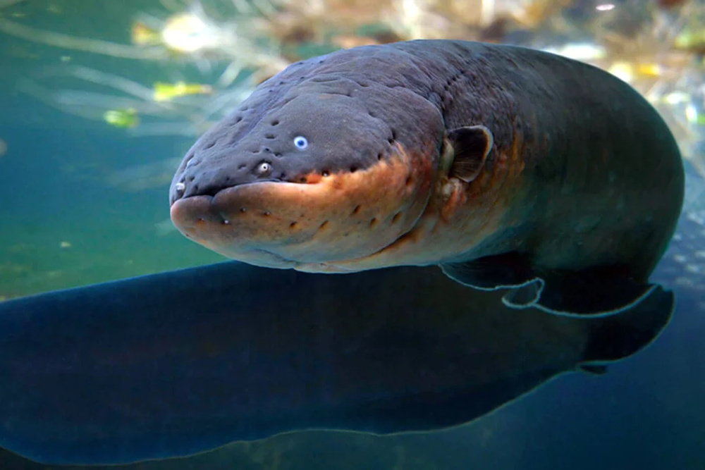 Phát minh loại pin Phát minh loại pin