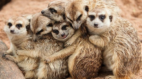Nghiên cứu mới về sự chung thủy: Con người xếp hạng bất ngờ, nằm giữa chồn đất và chó hoang trên thang đo sinh học meerkatshuddled0 1765943347911915057507 1765966336627 1765966336943831993467