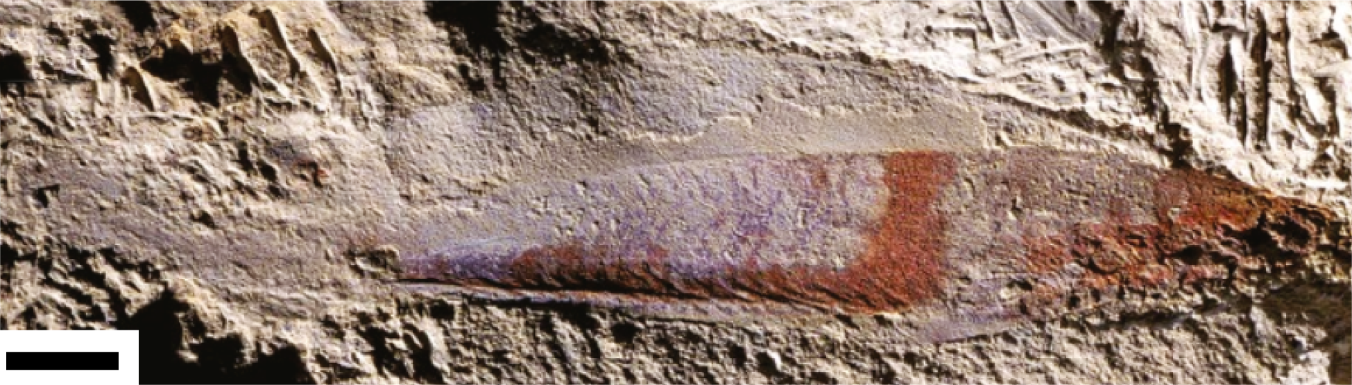 Phát hiện chấn động: Tổ tiên 500 triệu năm trước của loài người từng nhìn đời bằng bốn con mắt!- Ảnh 2.