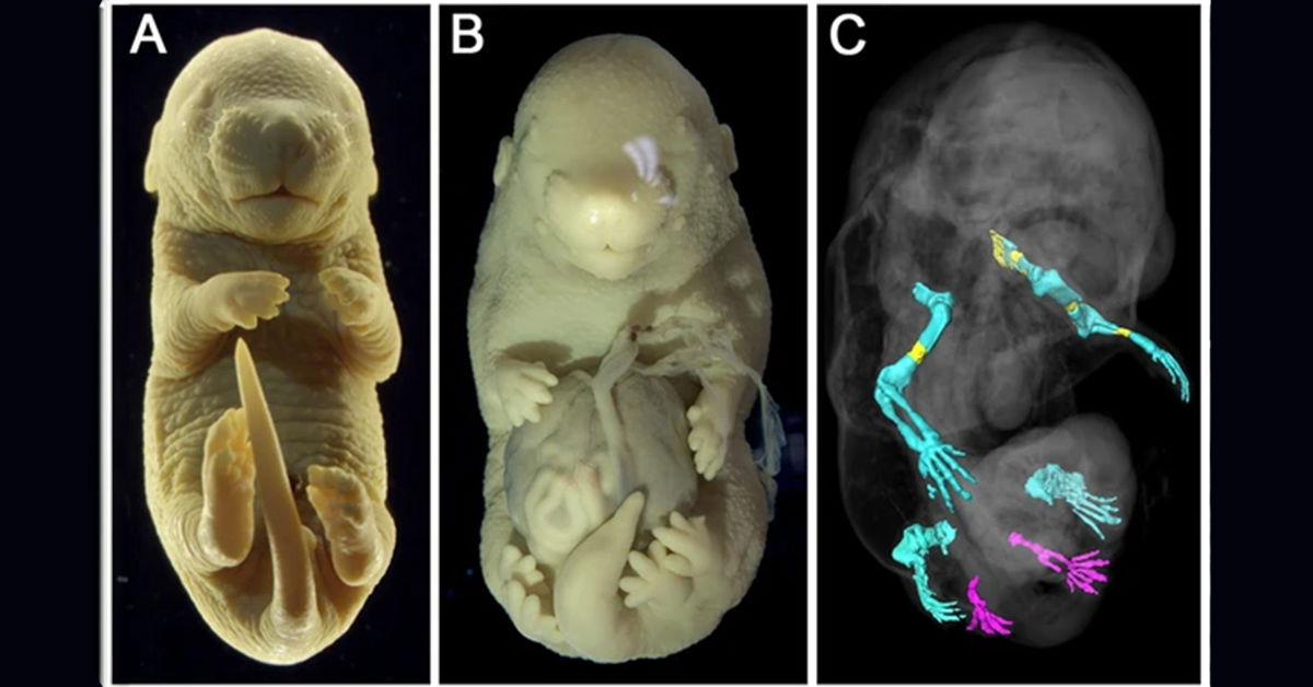 Các nhà khoa học đã vô tình tạo ra một phôi thai chuột 6 chân giống như các sinh vật trong phim 'Avatar'- Ảnh 3.