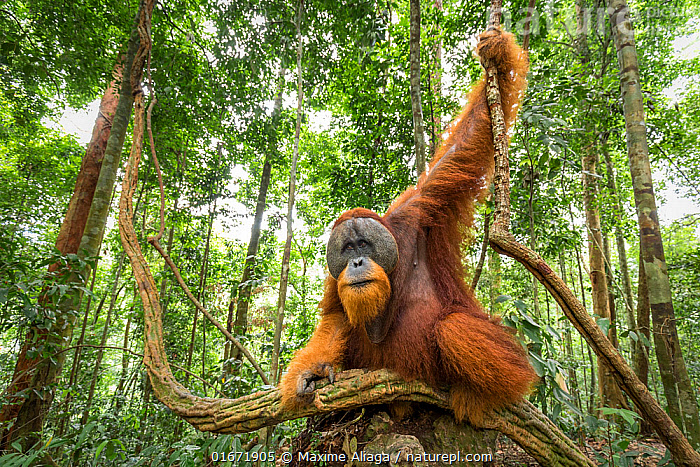"Người rừng": Loài vật sở hữu IQ sánh ngang trí tuệ nhân loại, hiện chỉ còn vài nghìn cá thể nguoi rung 1 1767673745641420277916 1767689483934 17676894841572053853300