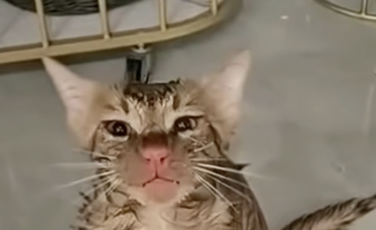 Mắc kẹt hơn 10 phút trong máy giặt đang quay, chú mèo sống sót kỳ diệu, chỉ bị chiếc mũi đỏ- Ảnh 1.