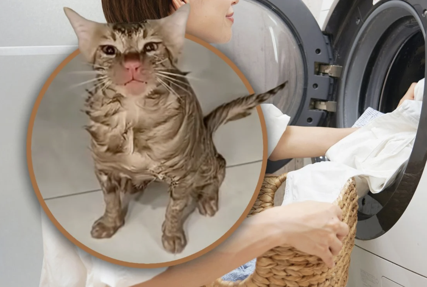 Mắc kẹt hơn 10 phút trong máy giặt đang quay, chú mèo sống sót kỳ diệu, chỉ bị chiếc mũi đỏ- Ảnh 2.