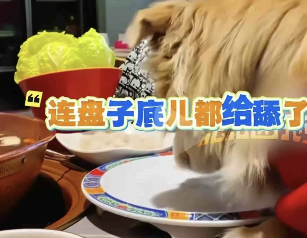 Khoe chó ăn chung đĩa trong quán lẩu, nữ thực khách đối mặt nguy cơ bị kiện, nhà hàng đóng cửa 3 ngày để khử trùng, thay mới toàn bộ bát đũa- Ảnh 1.