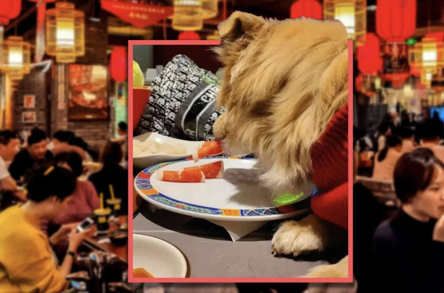 Khoe chó ăn chung đĩa trong quán lẩu, nữ thực khách đối mặt nguy cơ bị kiện, nhà hàng đóng cửa 3 ngày để khử trùng, thay mới toàn bộ bát đũa- Ảnh 2.