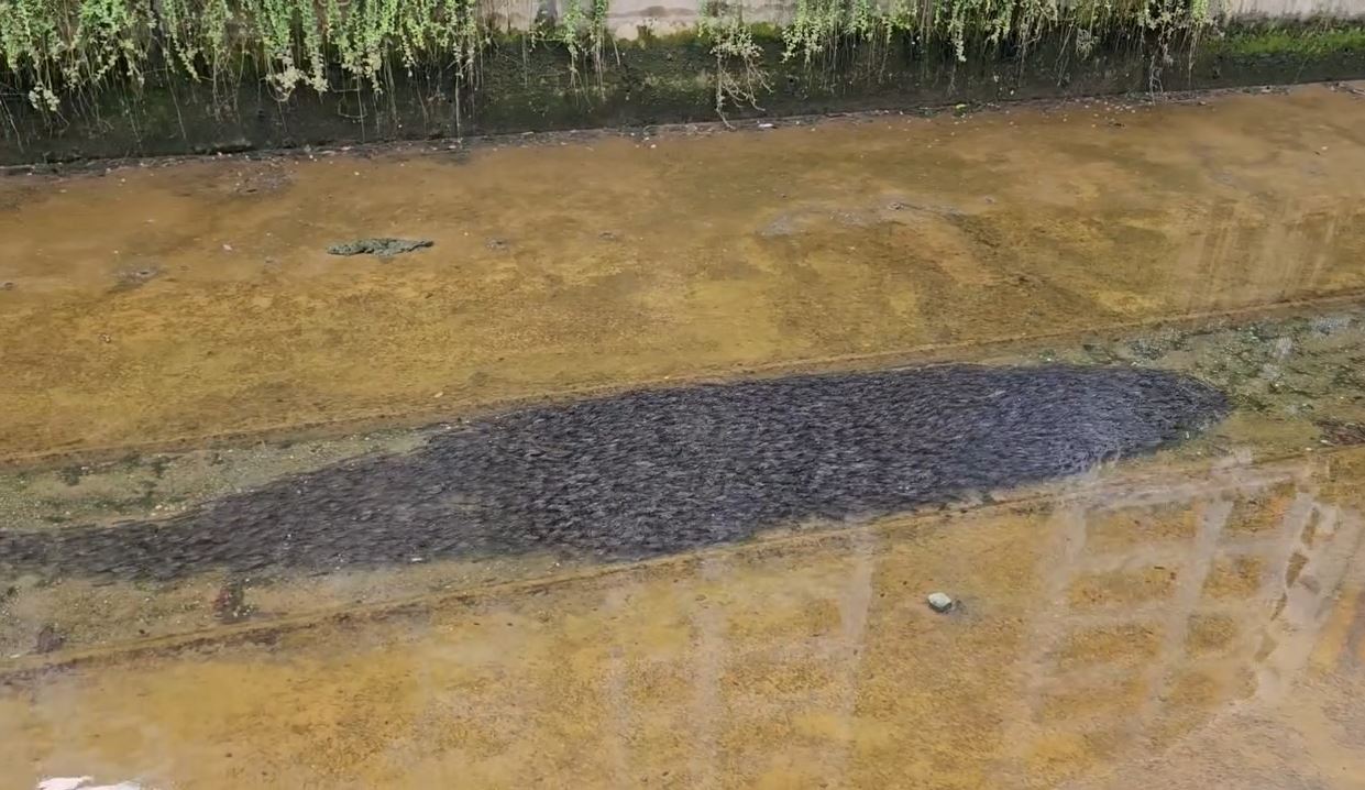 Nhìn xuống kênh, người phụ nữ bắt gặp cảnh tượng nổi da gà- Ảnh 1. img