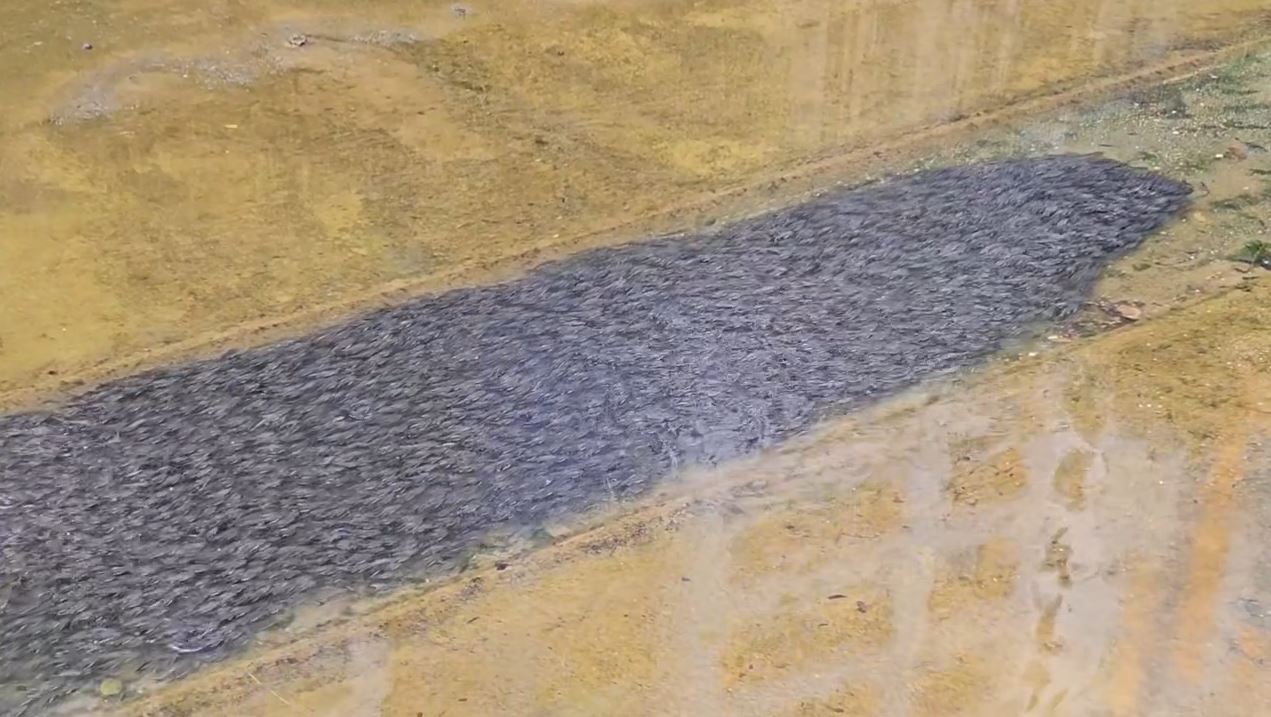 Nhìn xuống kênh, người phụ nữ bắt gặp cảnh tượng nổi da gà- Ảnh 2. img