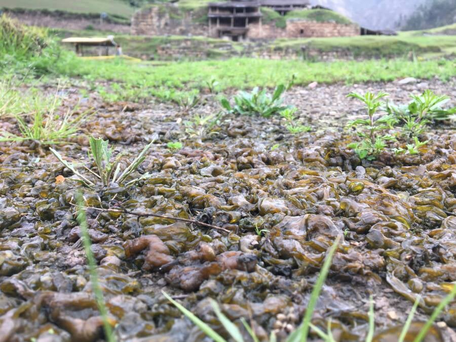 Một cơn mưa thịt sống từng rơi xuống ở Mỹ- Ảnh 2.