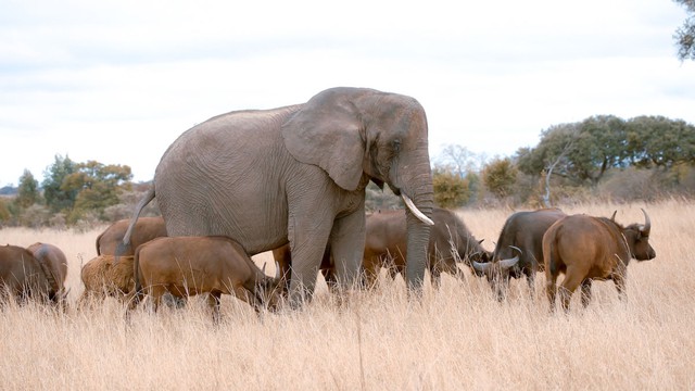 Con voi này tưởng mình là trâu, thậm chí trở thành thủ lĩnh đàn trâu và đã giết chết 14 con trâu đực đến thách đấu- Ảnh 1.
