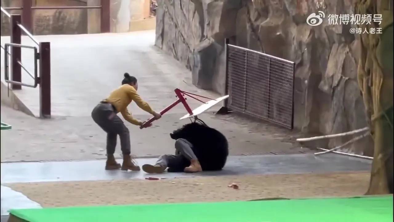 Kinh hoàng khoảnh khắc gấu đen tấn công huấn luyện viên trong sở thú- Ảnh 2.