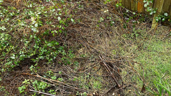 Loài cây là "ác mộng kinh hoàng" khiến các chủ đất “mất ăn mất ngủ”: Rễ đâm thủng cả bê tông, phá hủy hết móng nhà photo 1765856775974 176585677625193092359 1765862936504 17658629366851256361969